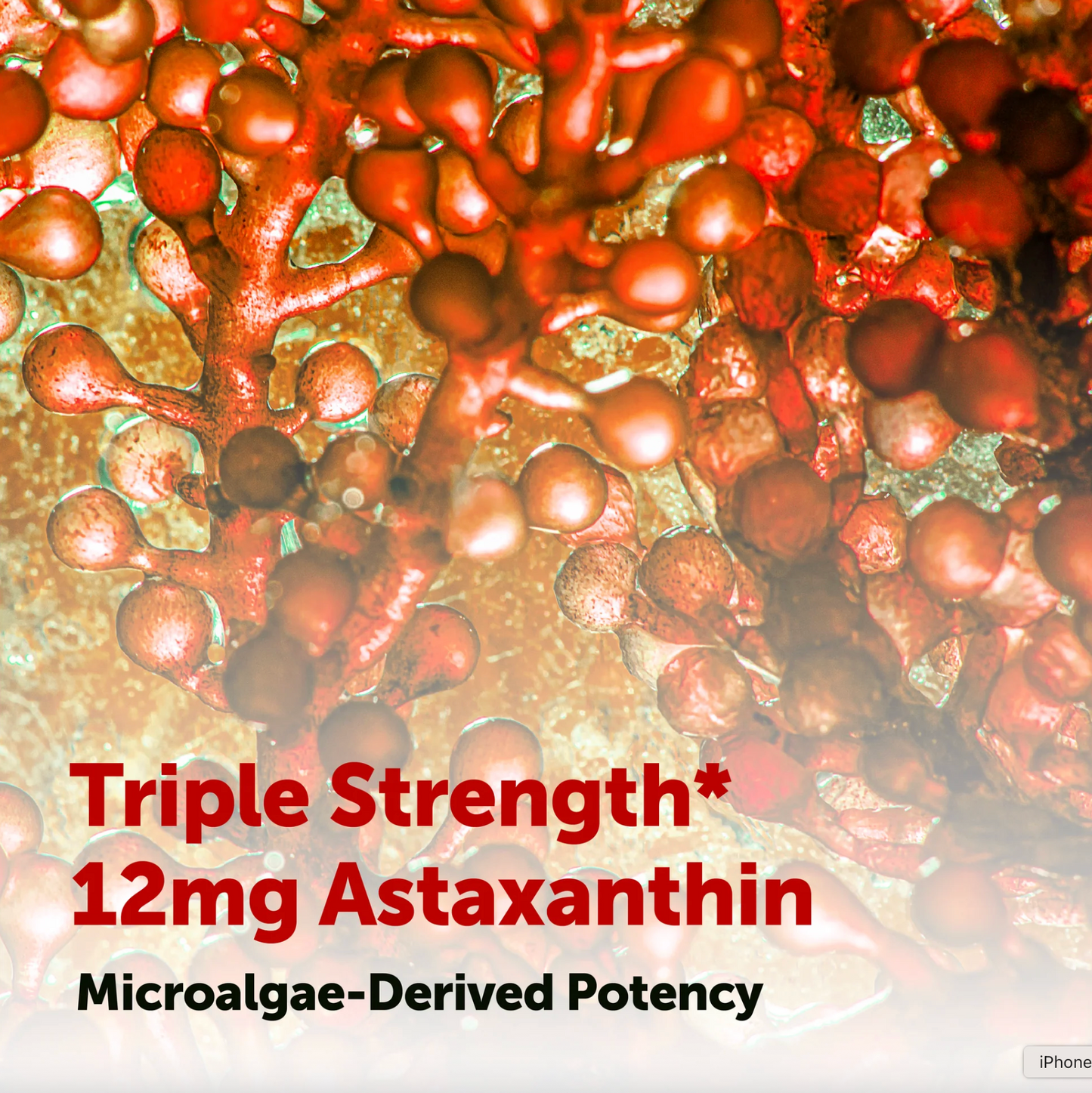 Coral Bloom Astaxanthin 12mg softgels